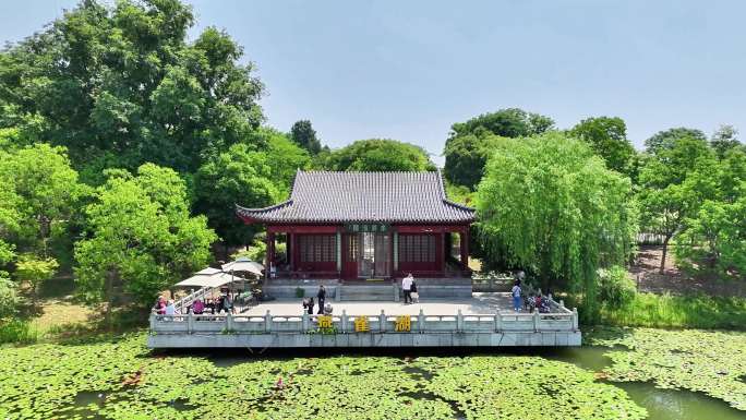 初夏燕雀湖睡莲绽放