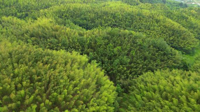 航拍竹海 竹林 森林植被大自然环境绿化