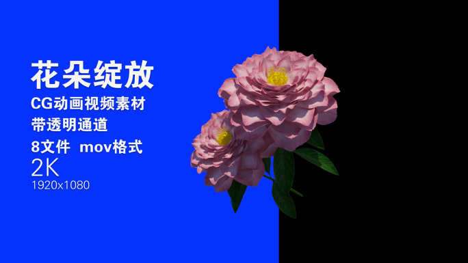 花朵绽放CG动画视频素材mov带透明通道