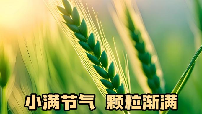 【2024新版】唯美小满节气小麦稻穗麦田