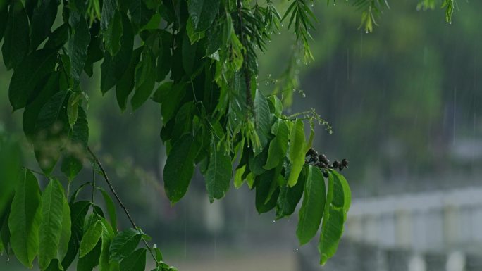 下雨树叶雨景雨水雨滴