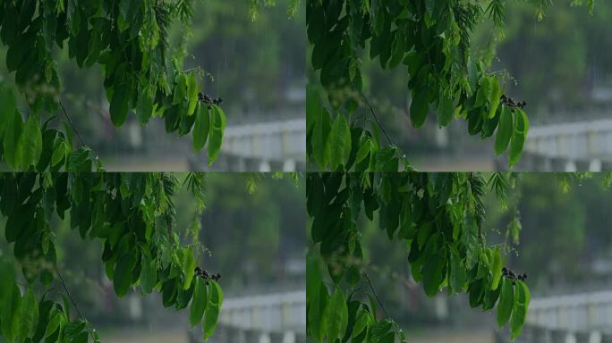 下雨树叶雨景雨水雨滴