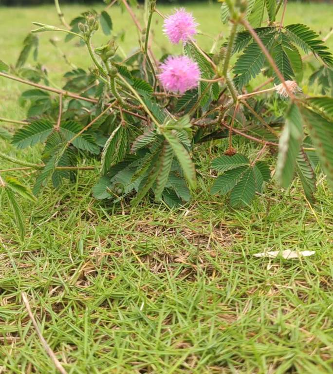 延时摄影 花草 空镜 加速