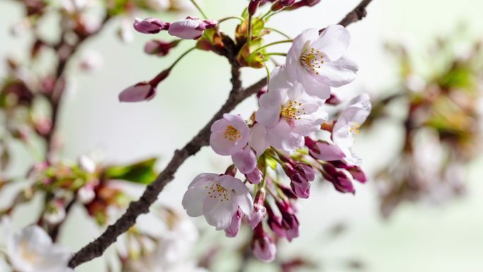 花花开花梅花樱花桃花杏花立春花开花开春天