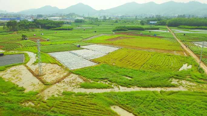 横县 中华茉莉园 茉莉花种殖园 茉莉花地