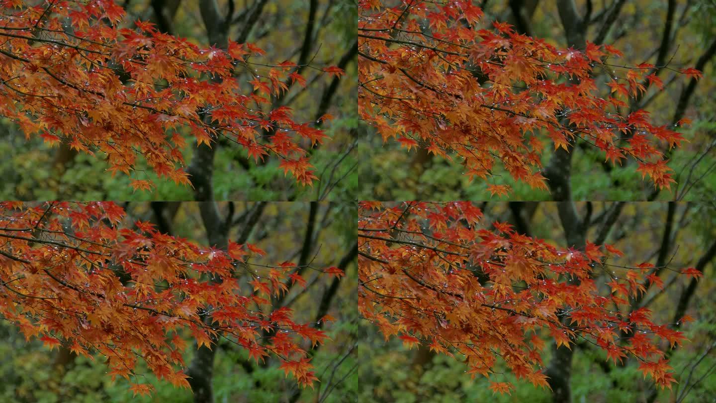 秋日枫叶，箱根，神奈川，日本