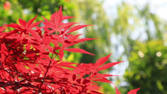 光影延时  红叶 石榴花