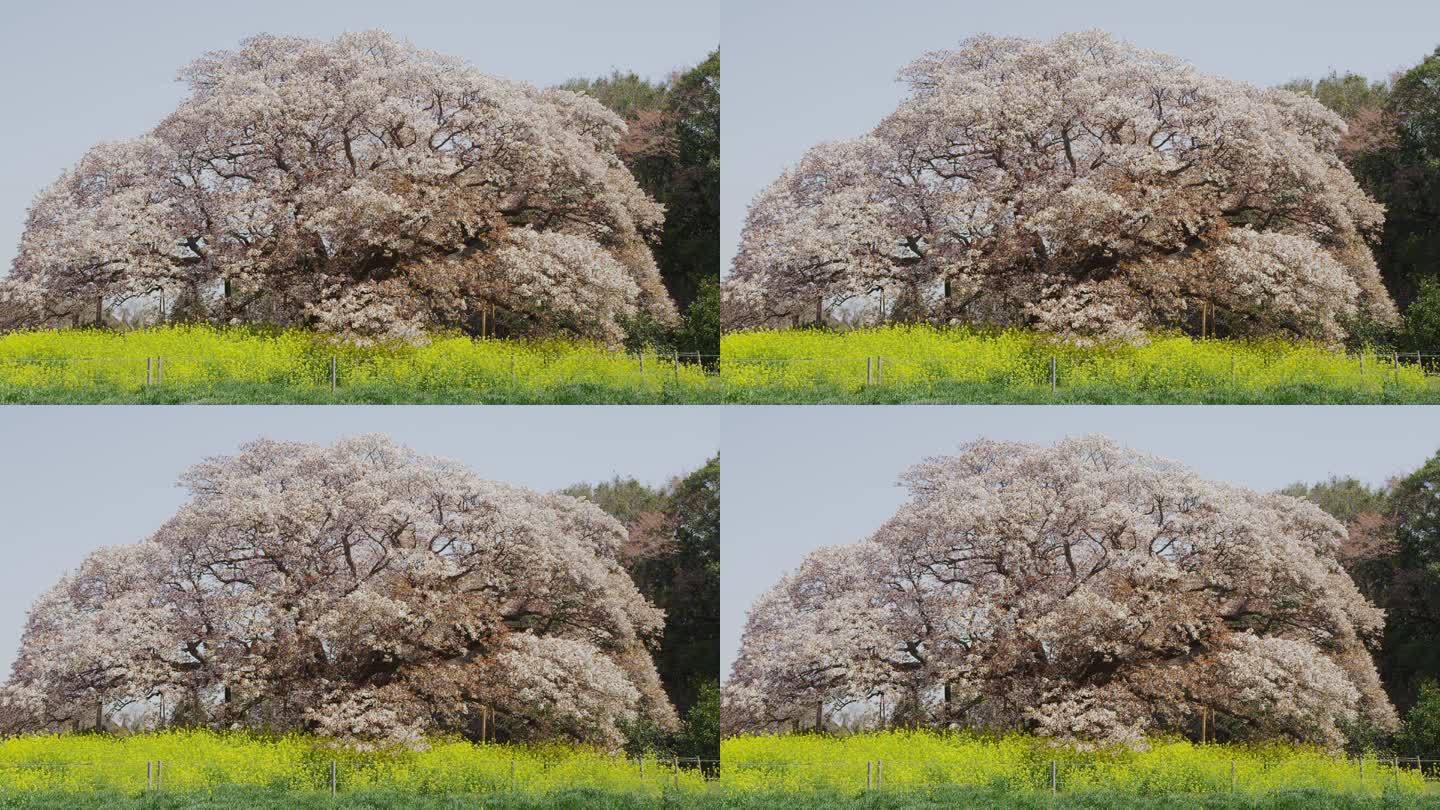 吉田的大樱桃树