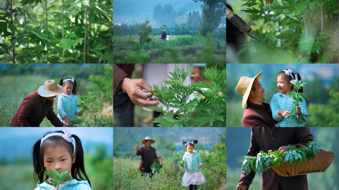 端午爷爷带孙女割艾草