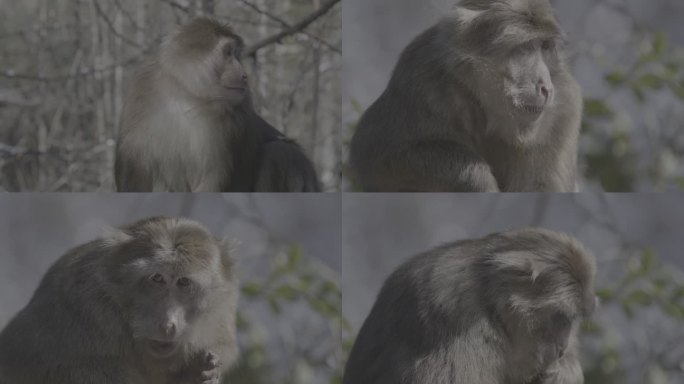 甘孜 01   猴子啃包谷