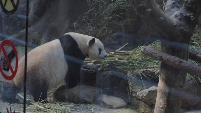 熊猫 吃东西的熊猫
