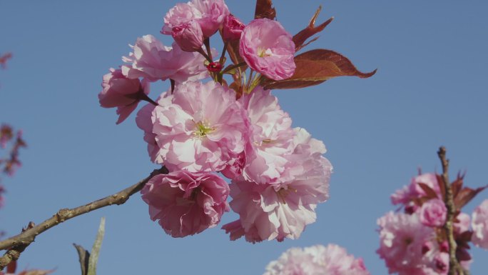 双花樱花