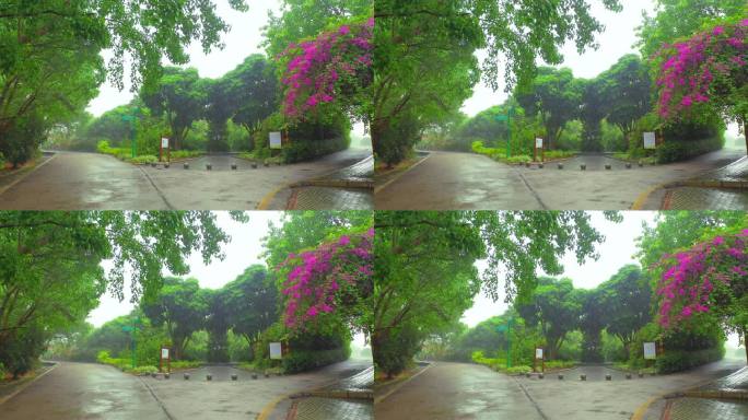 广西 横州中华茉莉园 公园 下雨