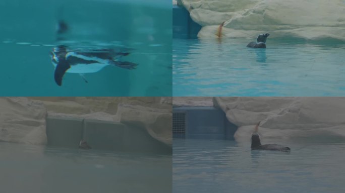 游泳的企鹅