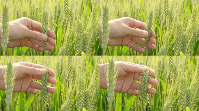 手摸小麦麦穗成熟的小麦