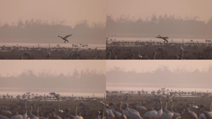 晨雾中飞行的小天鹅