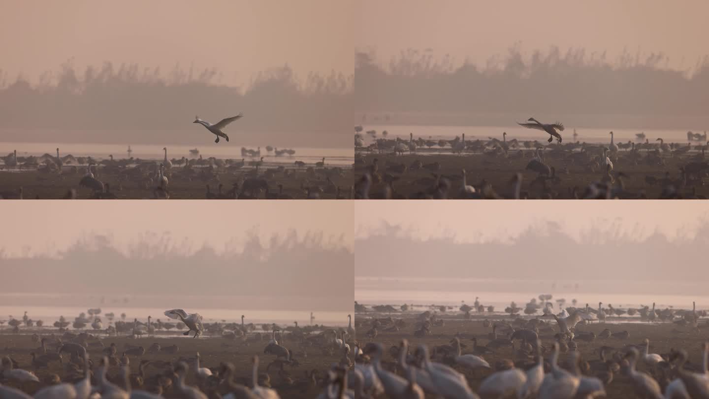 晨雾中飞行的小天鹅