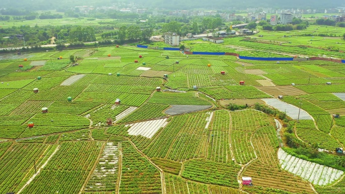 横县 中华茉莉园 茉莉花种殖园 茉莉花地