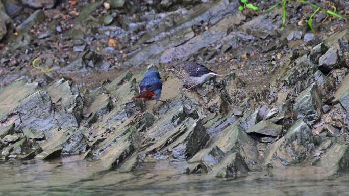 红尾水鸲河岸喂食雏鸟