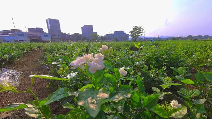 广西 横县 横州 茉莉花茉莉花种殖园