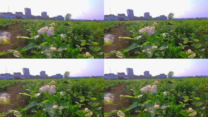 广西 横县 横州 茉莉花茉莉花种殖园