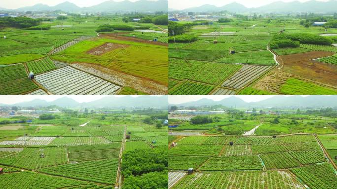 横县 中华茉莉园 茉莉花种殖园 茉莉花地