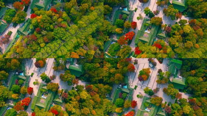 南京钟山公园的秋天