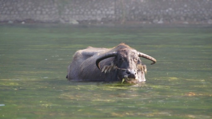水牛在河里吃草
