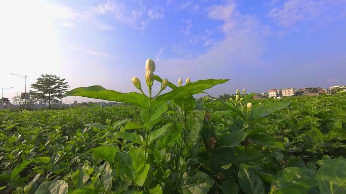 广西 横县 横州 茉莉花茉莉花种殖园