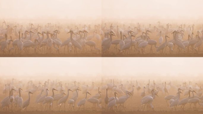 晨雾中的白鹤群3