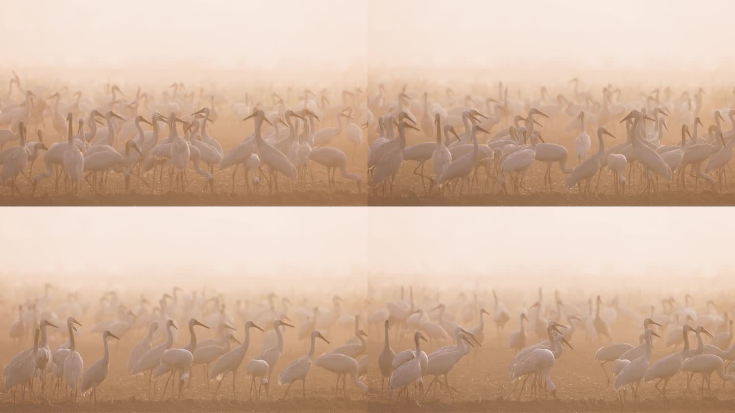 晨雾中的白鹤群3