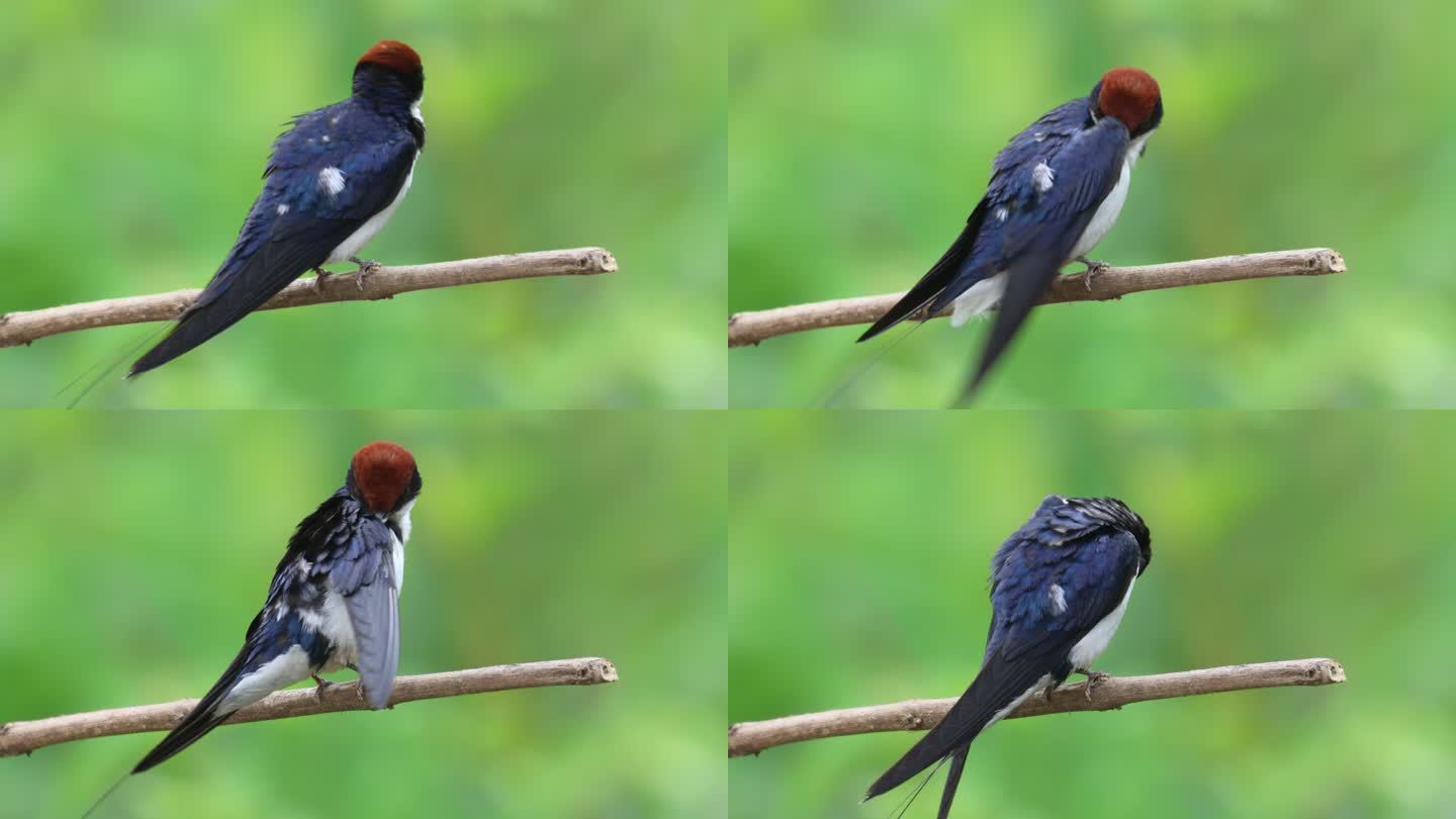 中国罕见的鸟类线尾燕梳理羽毛特写