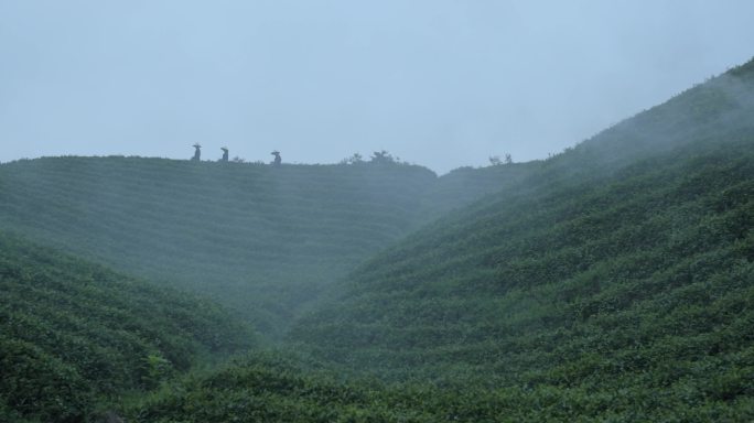 4K 清晨采茶 茶叶 茶山 晨雾 径山