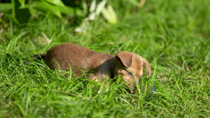 草地上晒太阳的小狗 小狗玩耍 4k