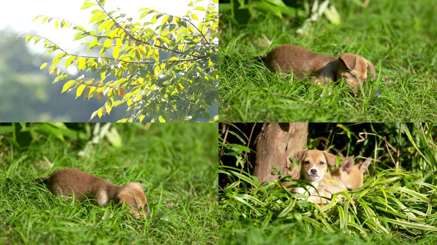 草地上晒太阳的小狗 小狗玩耍 4k