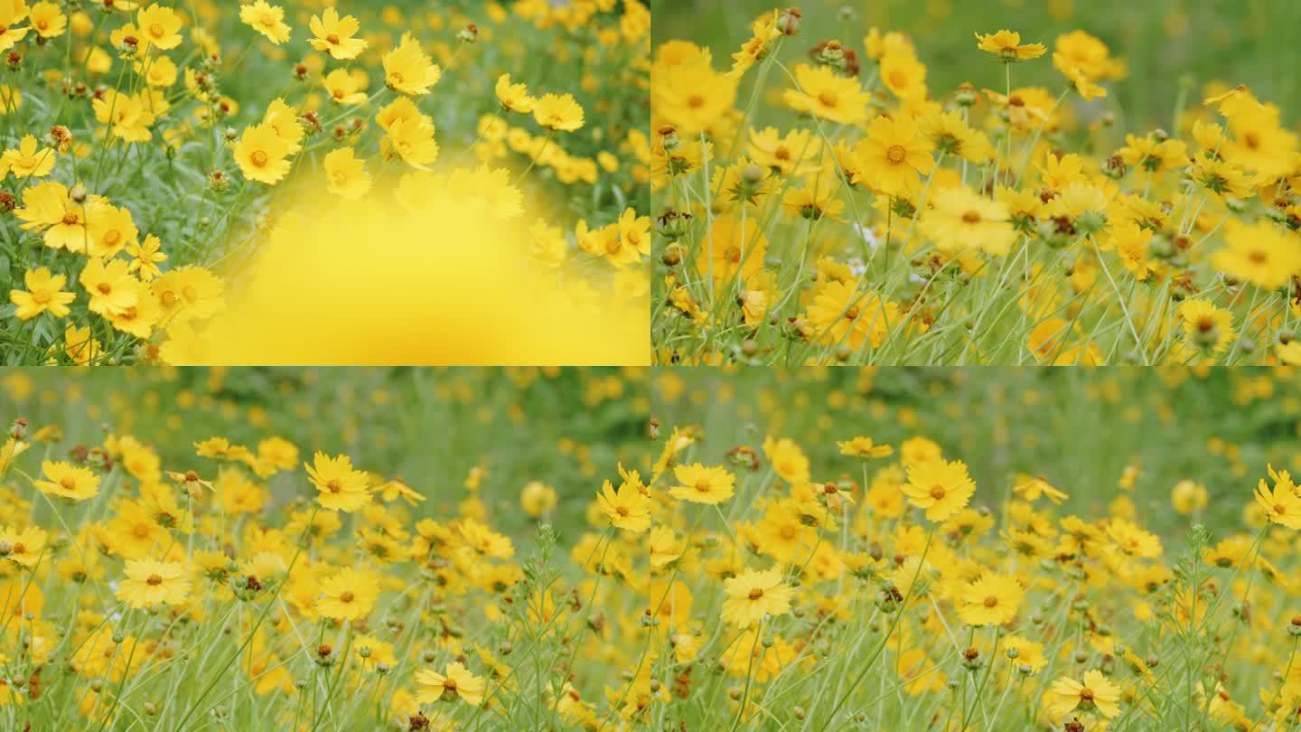 金鸡菊  黄色的花  菊花