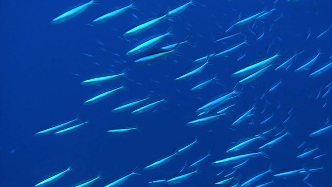 一群小鱼在日本小笠原群岛的水下游动