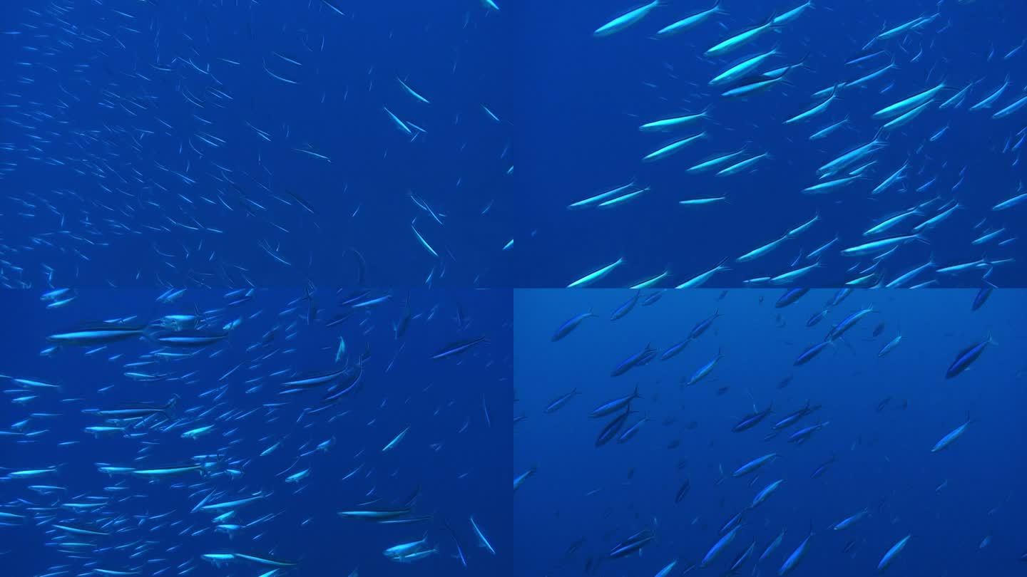 一群小鱼在日本小笠原群岛的水下游动