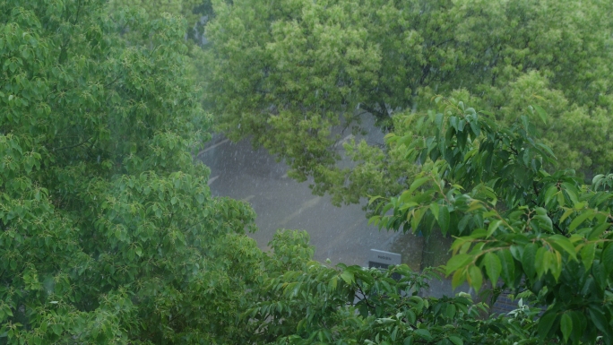 下雨天树叶视频素材