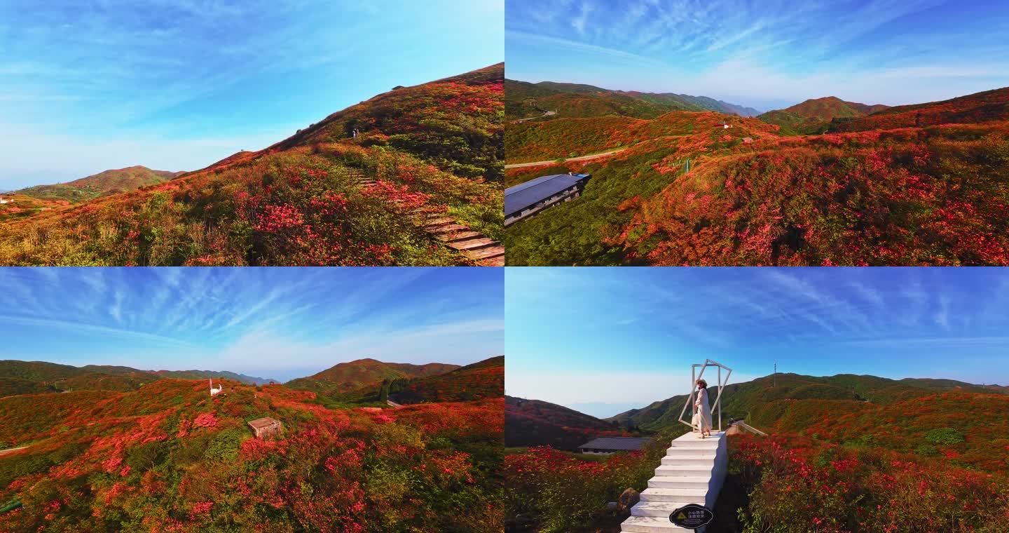 穿越机拍摄浏阳大围山杜鹃花海