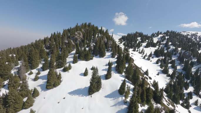 新疆伊犁风景 雪山松树林 FPV穿越机