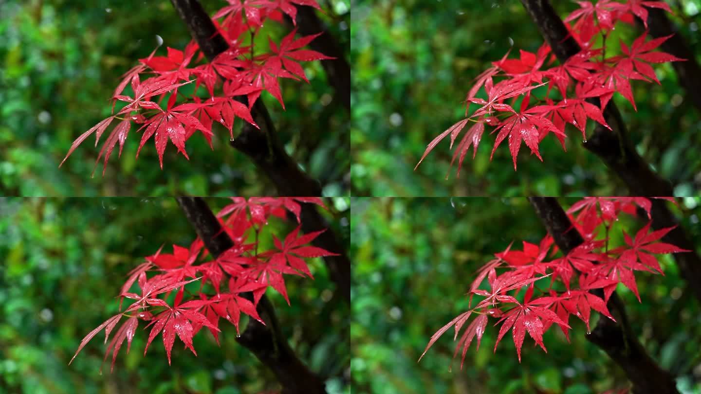 雨滴落在色彩鲜艳的枫叶慢镜头