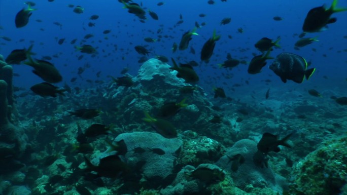 一群热带鱼在日本小笠原群岛的水下游泳