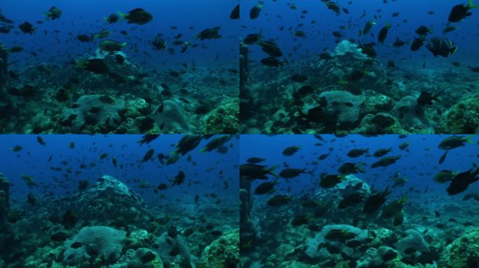 一群热带鱼在日本小笠原群岛的水下游泳