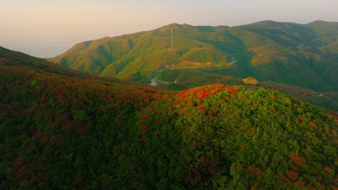 浏阳大围山杜鹃花海航拍