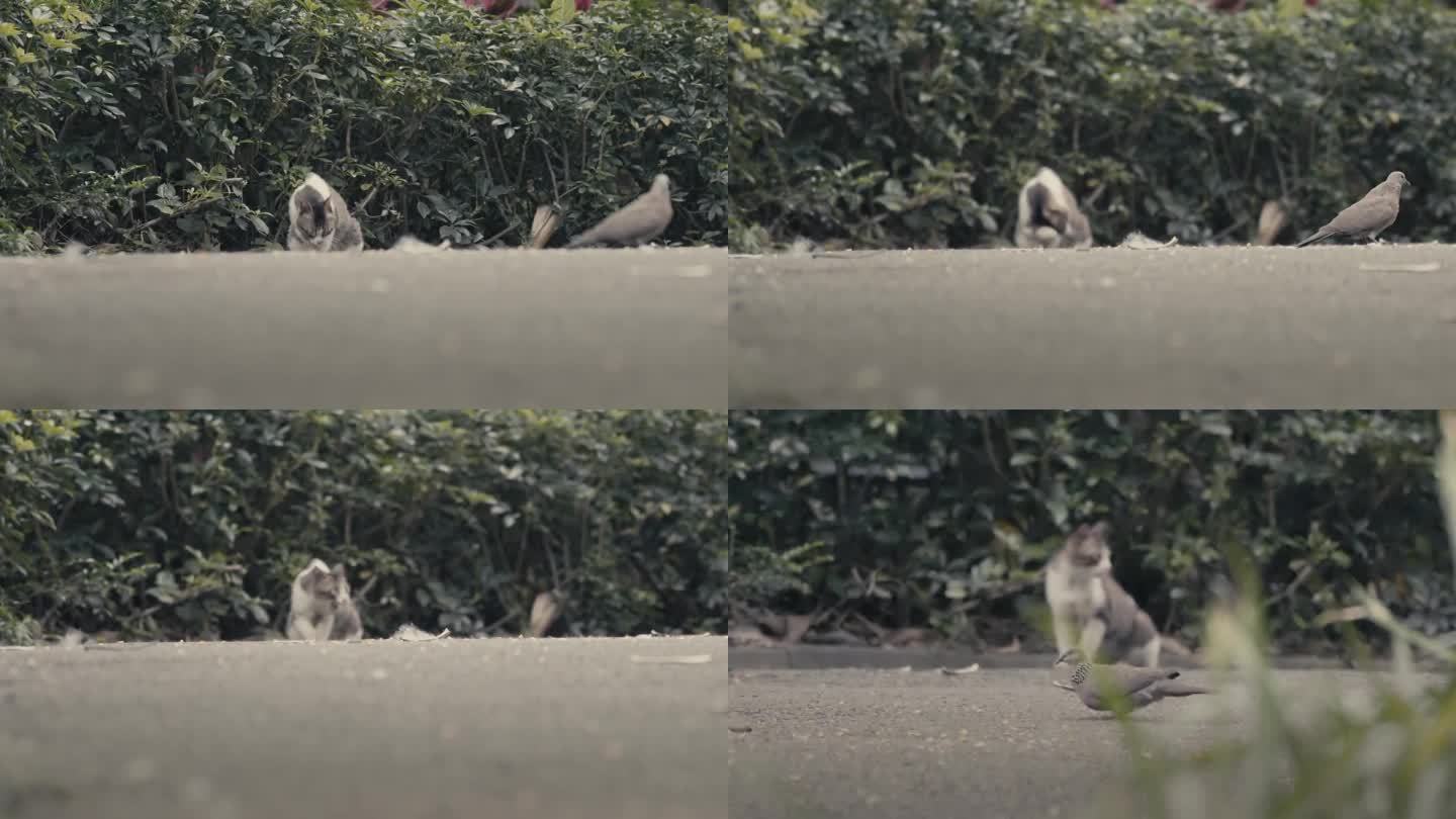 纪录片空镜猫鸟共存猫清洁脸部鸟儿起飞
