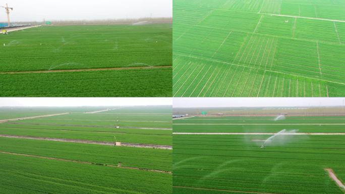 小麦灌溉浇灌一望无际的麦田