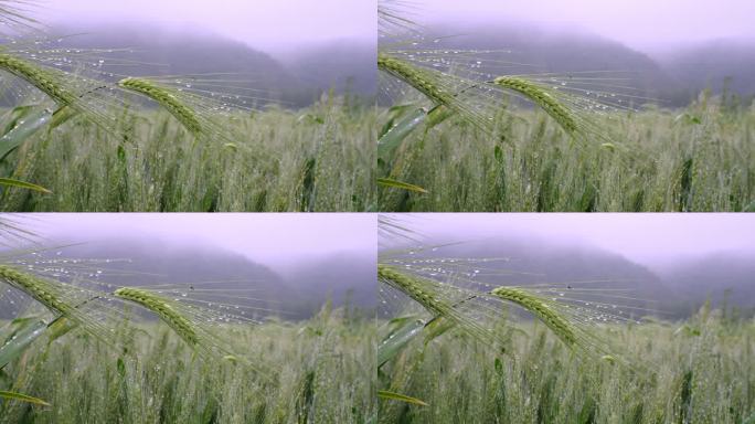 小麦农业种植麦穗雨水小满升格慢镜头