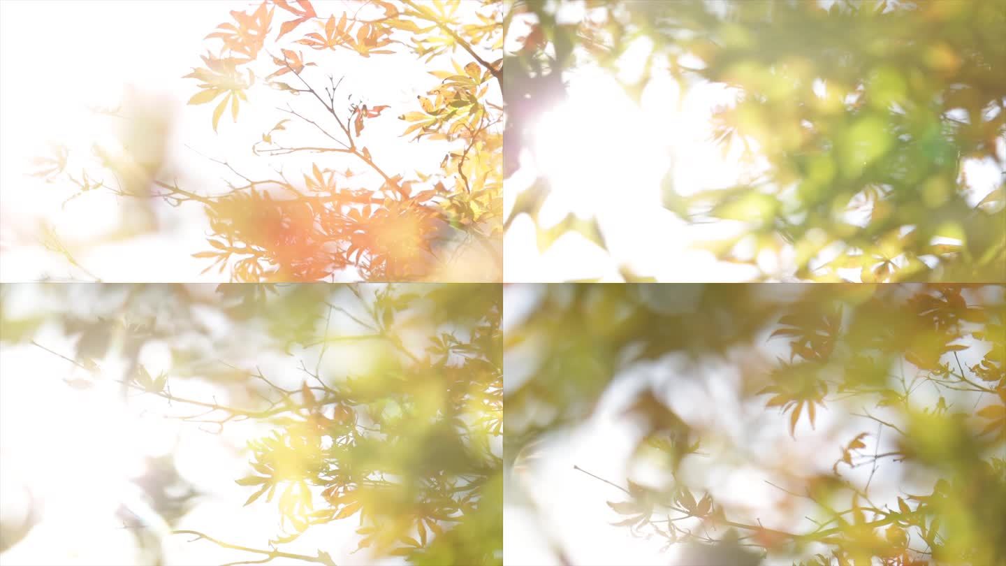 02阳光下的枫叶 红叶 光影斑驳树叶4k