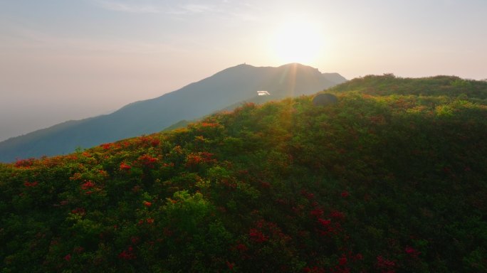 浏阳大围山杜鹃花海航拍